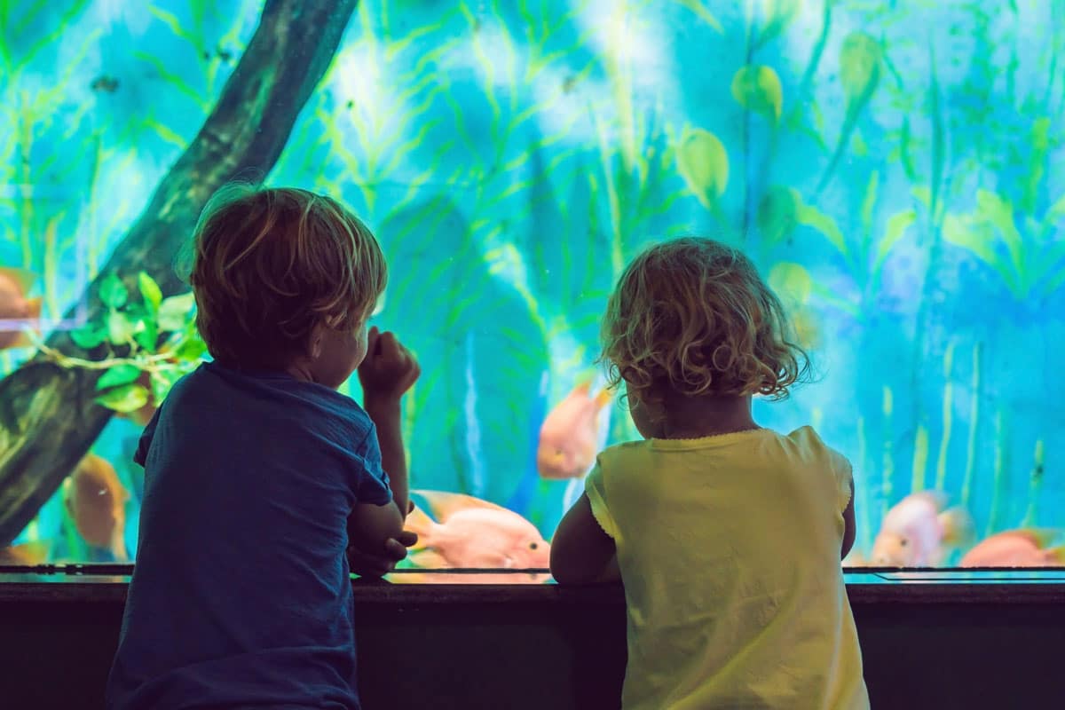 Cool Things to do in Los Angeles with Kids: Aquarium of the Pacific