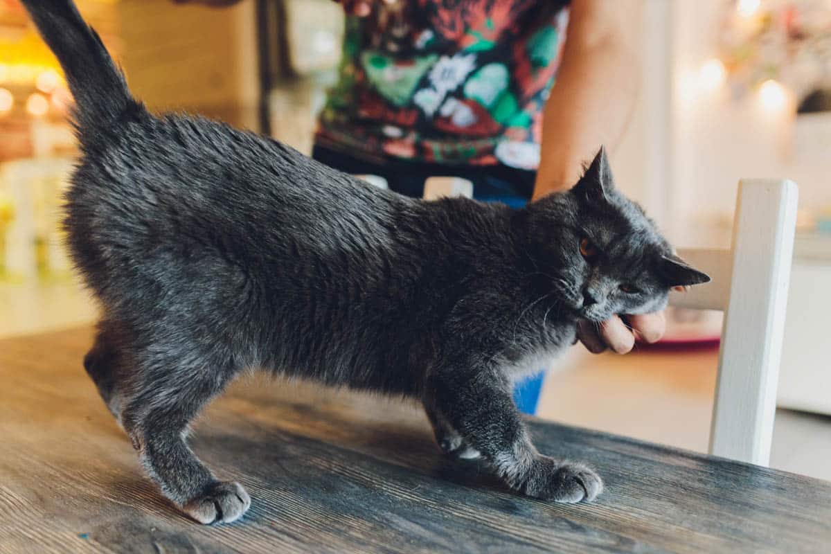 Cool Things to do in Orlando in the Rain: Cat Café