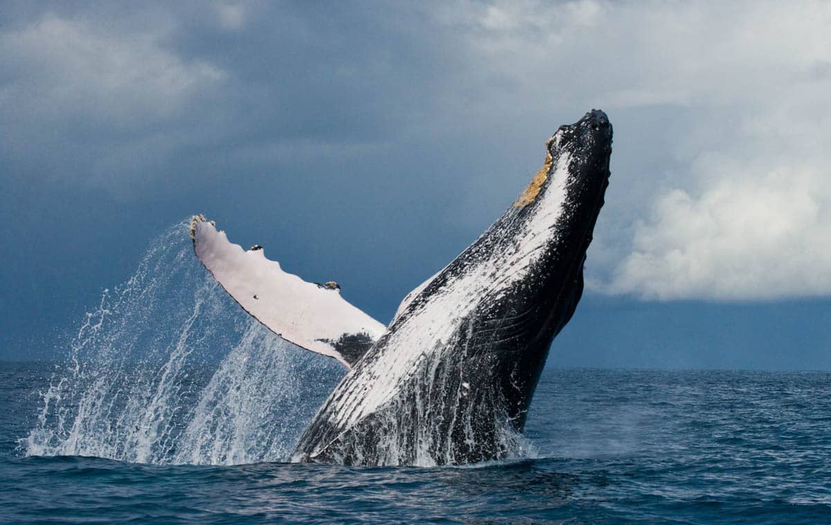 Cool Things to do in San Francisco in March: Whale Watching
