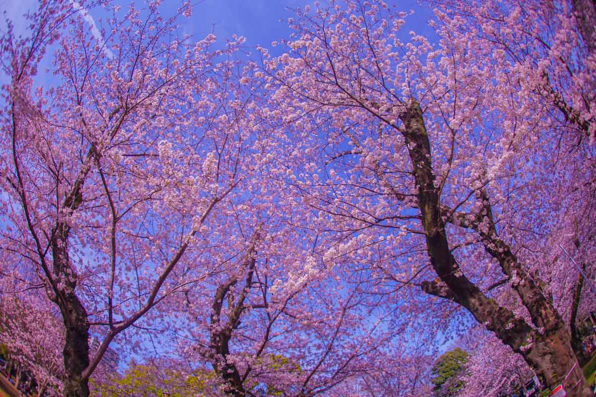 Cool Things to do in Tokyo, Japan: Cherry Blossoms Tree