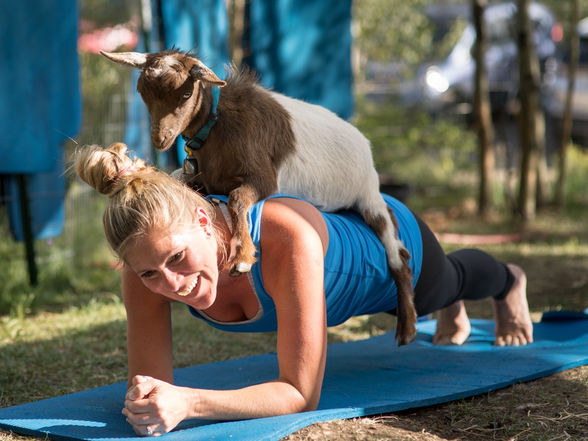 Cool Things to do in Vail, Colorado: Goat Yoga