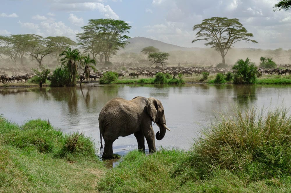 What Places have Shoulder Season in January: Serengeti National Park, Tanzania
