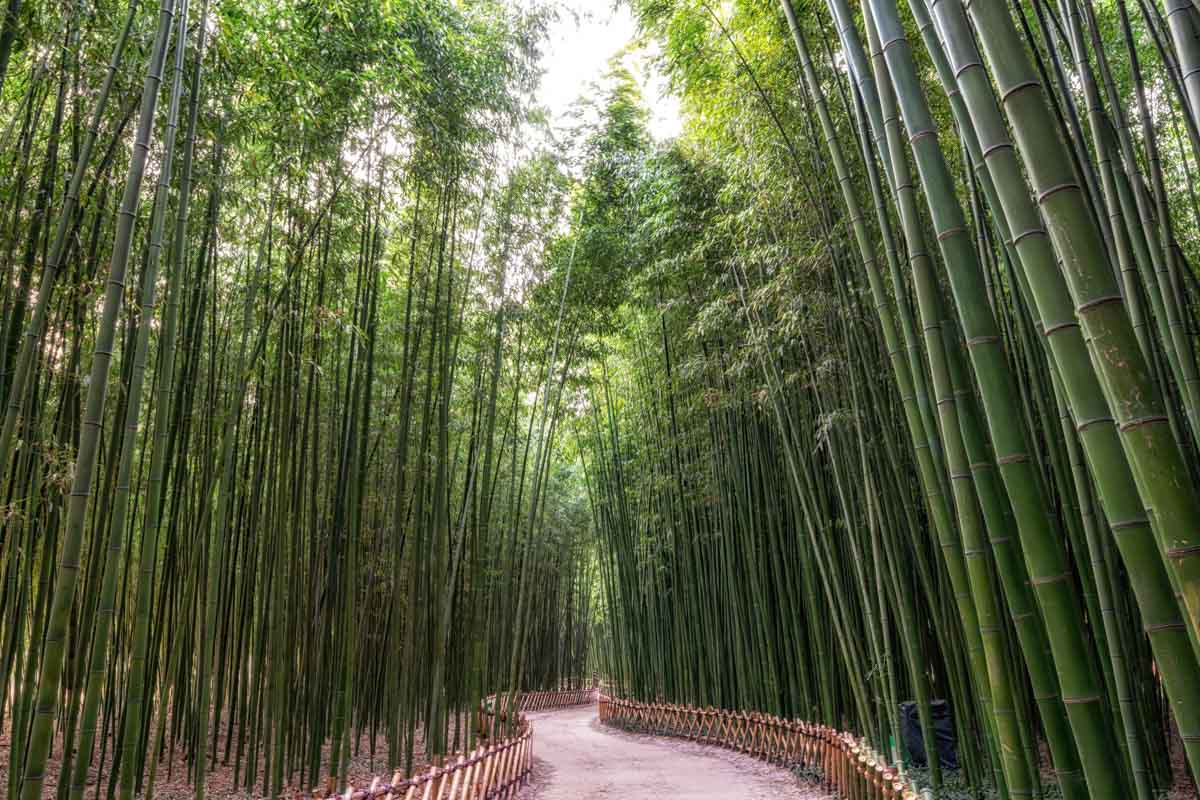 Best Places to Visit in May: South Korea’s Bamboo Forests 