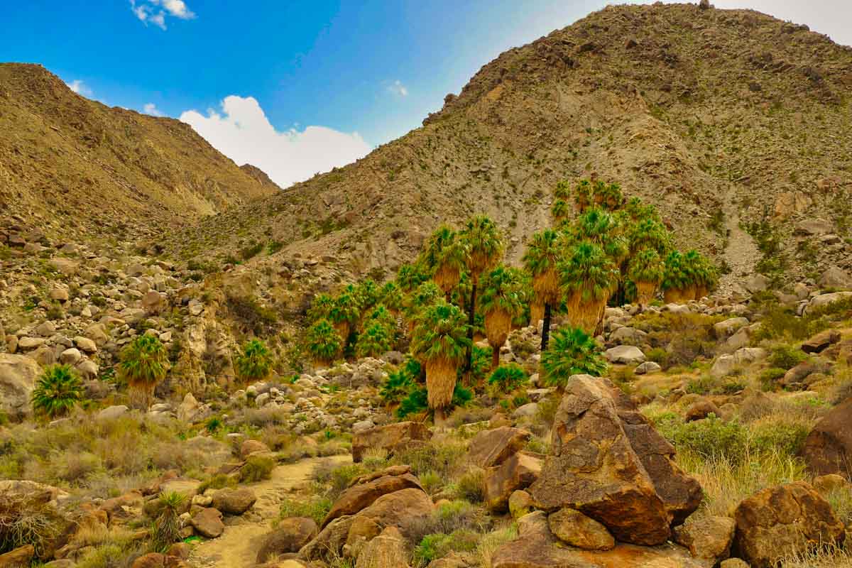 Best Places to Visit in the US during Spring: Joshua Tree National Park