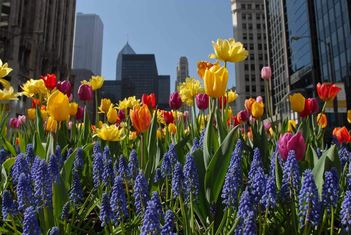 Best USA Destinations to Visit in Spring: Chicago