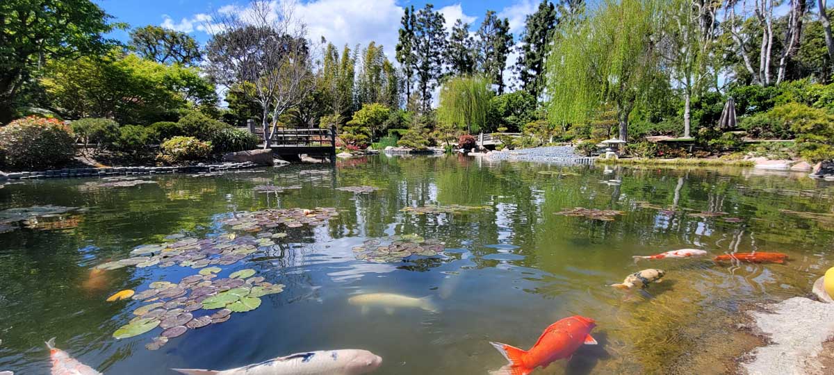 Long Beach, California Bucket List: Earl Burns Miller Japanese Garden