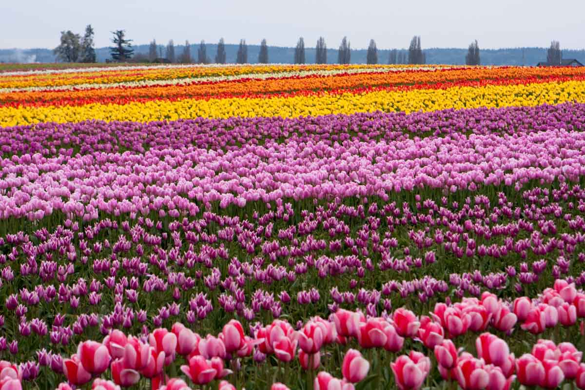 Must Visit Places in the US during Spring: Skagit Valley, Washington