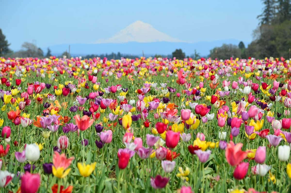 Places in the US to Visit in Spring: Portland, Oregon