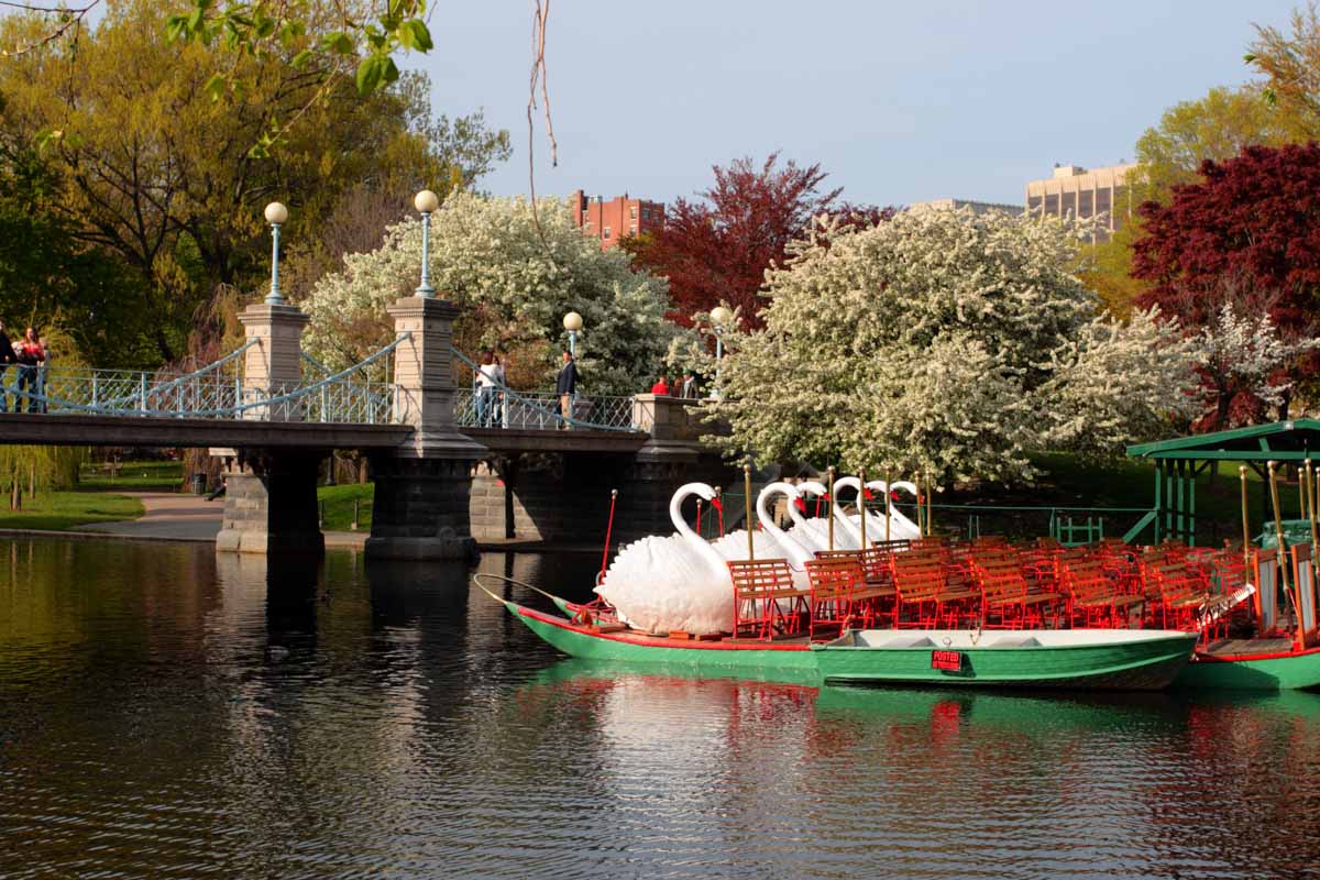 Unique Things to do in Boston in April: Swan Boat