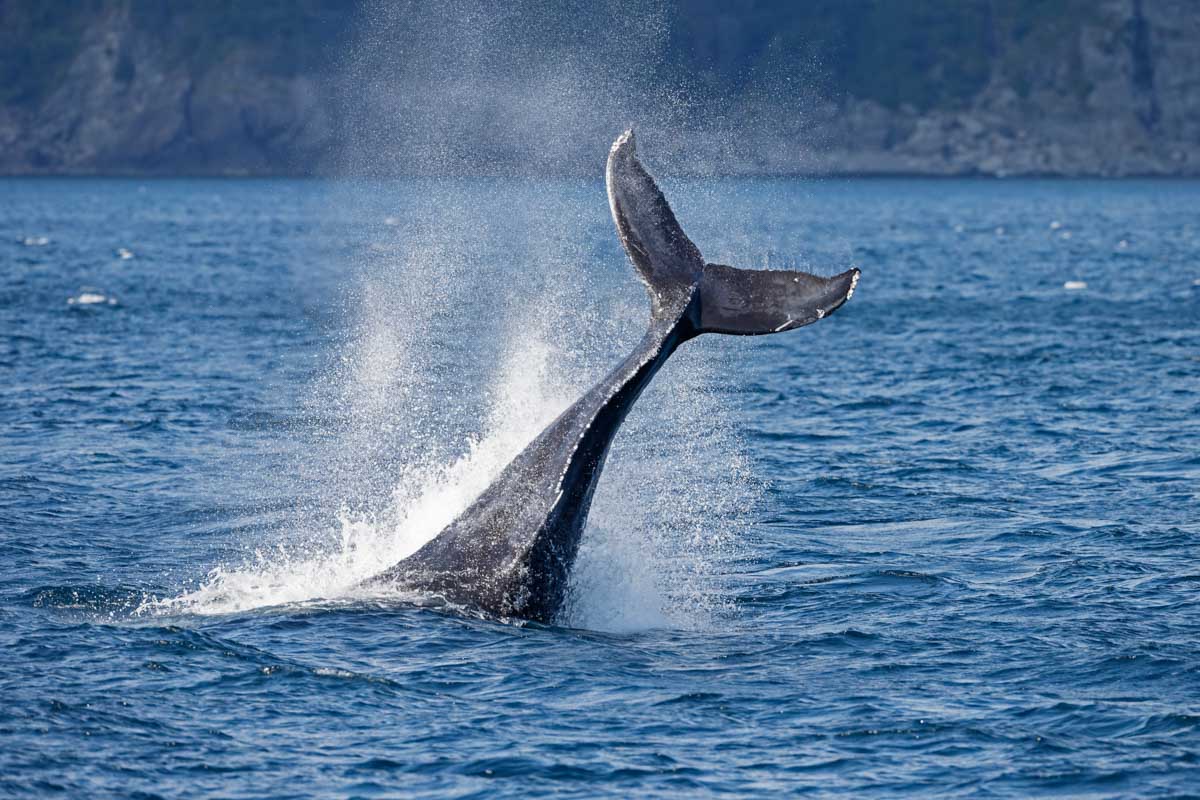 What to do in Long Beach, California: Whale Watching