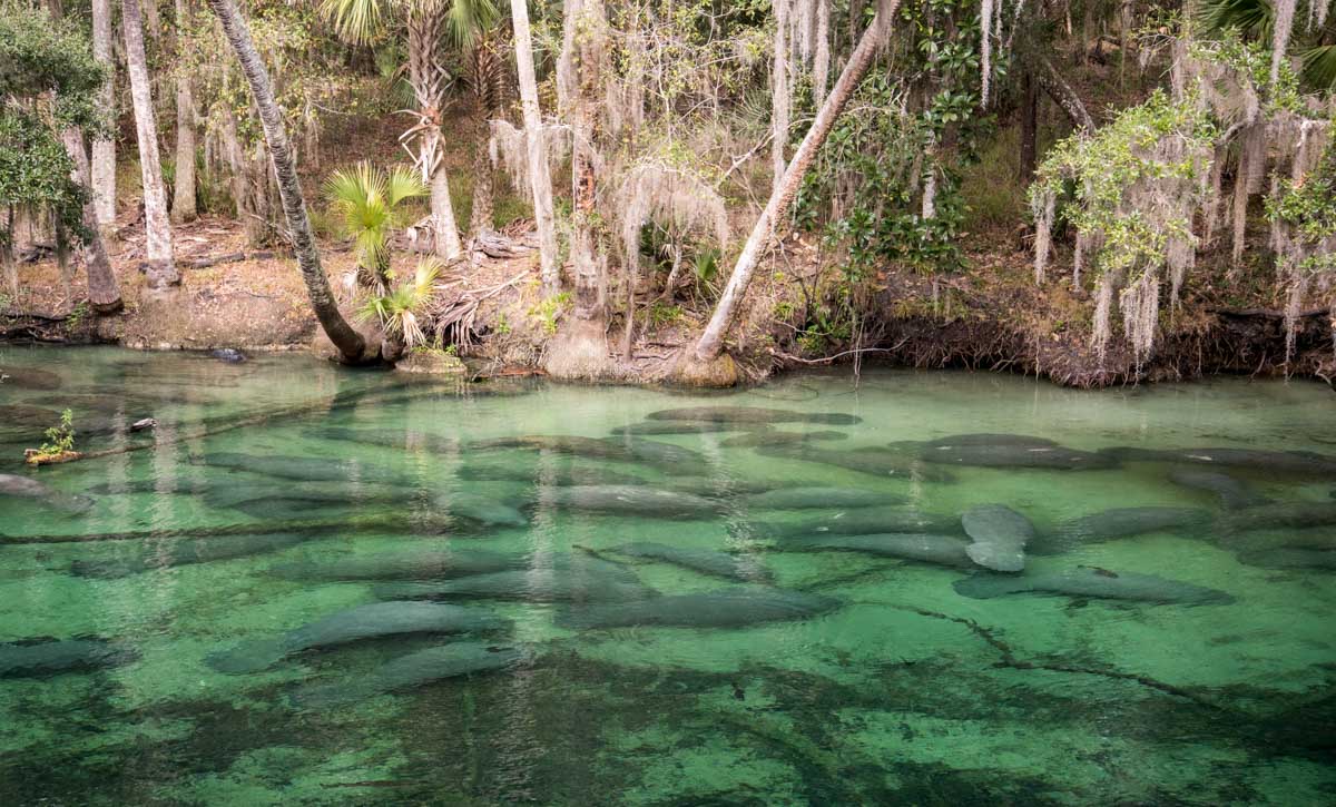 Best Things to do in Orlando with Kids: Blue Springs State Park