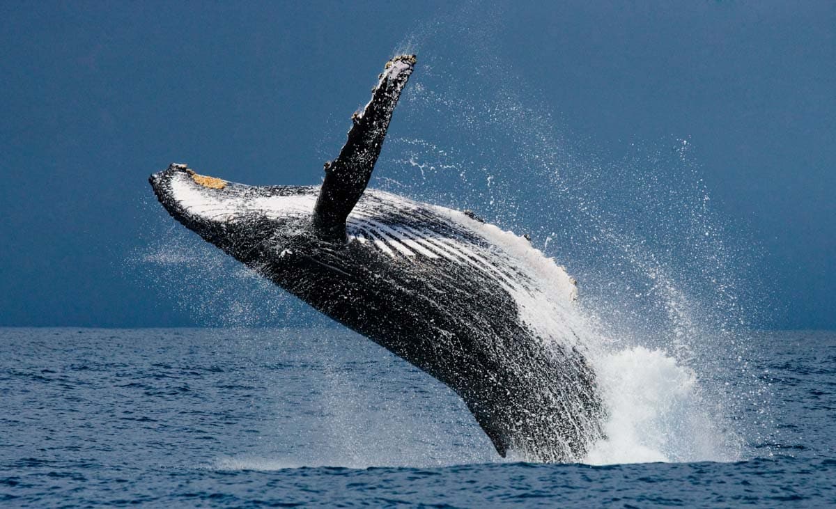 Cool Things to do in Boston in May: Whale Watching Tour