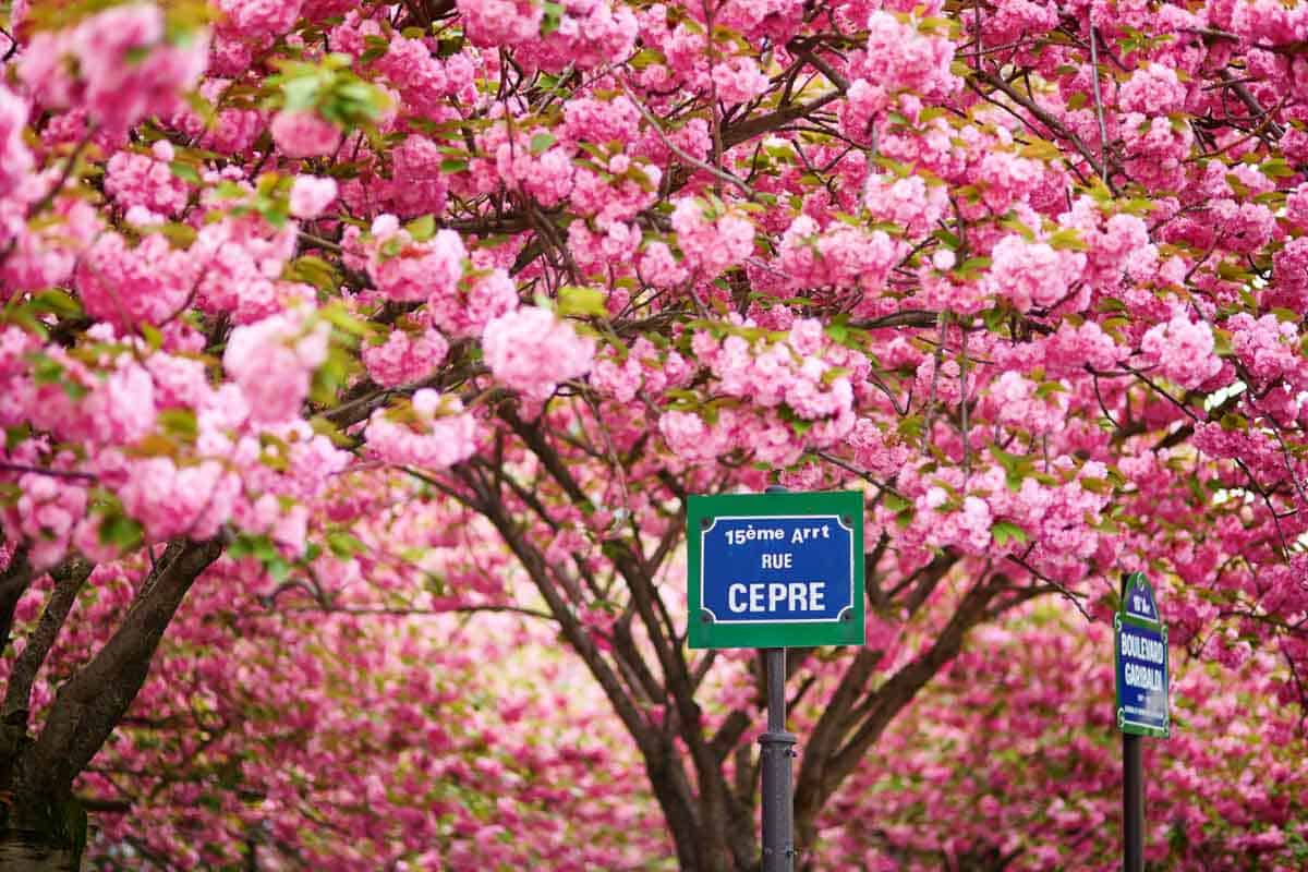 Cool Things to do in Paris in April: Cherry Blossoms