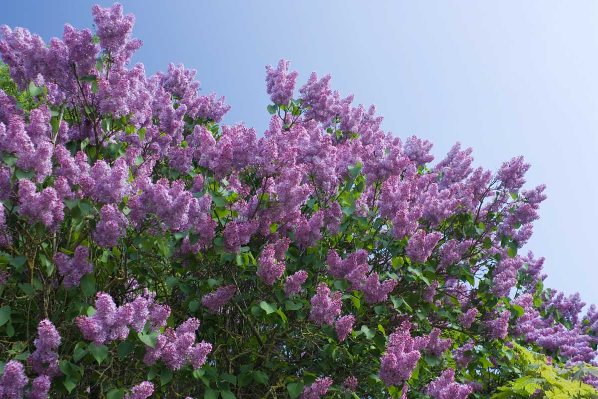 Must do things in Boston in May: Arnold Arboretum