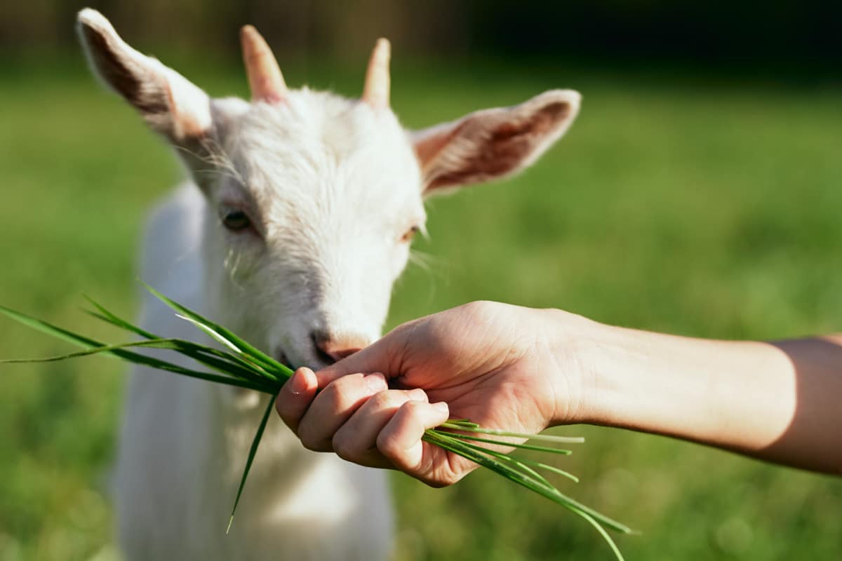 Unique Things to do in Amsterdam in May: Goatfarm Ridammerhoeve