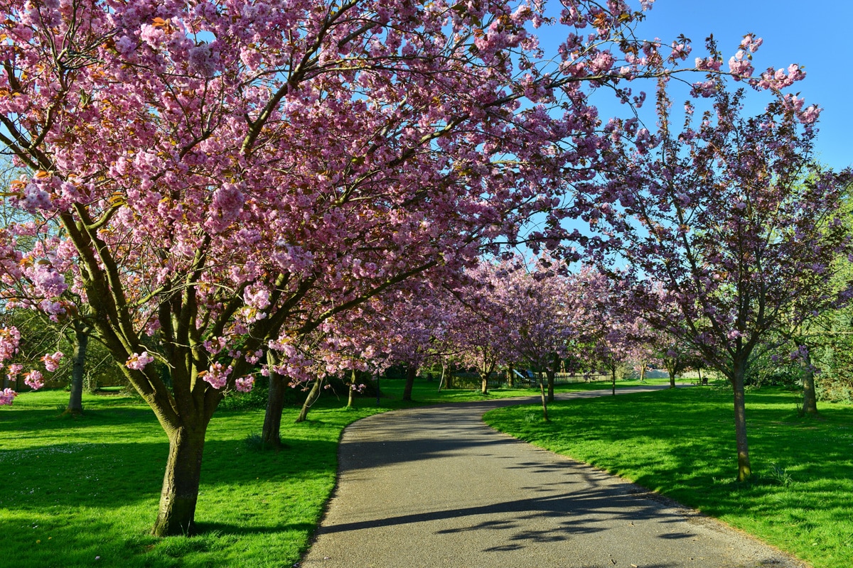 Best Time to go to London: Cherry Blossoms and Spring Colors – April