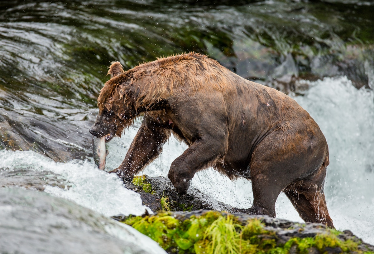 What Places to Visit in the US in Summer: Katmai National Park