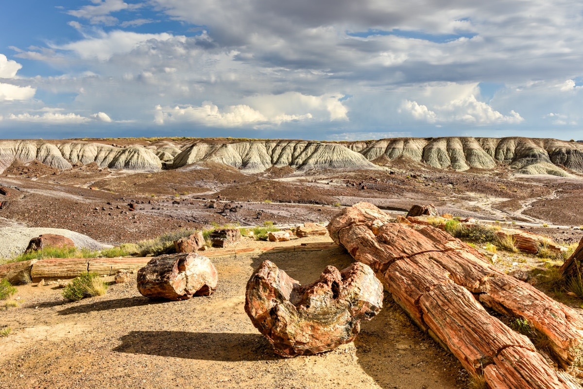 National Parks You Must Visit in July: Petrified Forest National Park