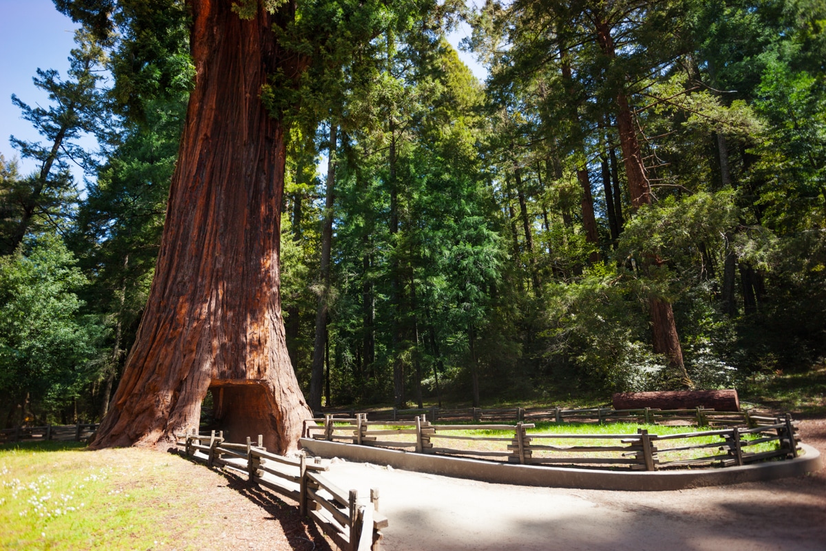 National Parks You Must Visit in July: Redwood National and State Parks