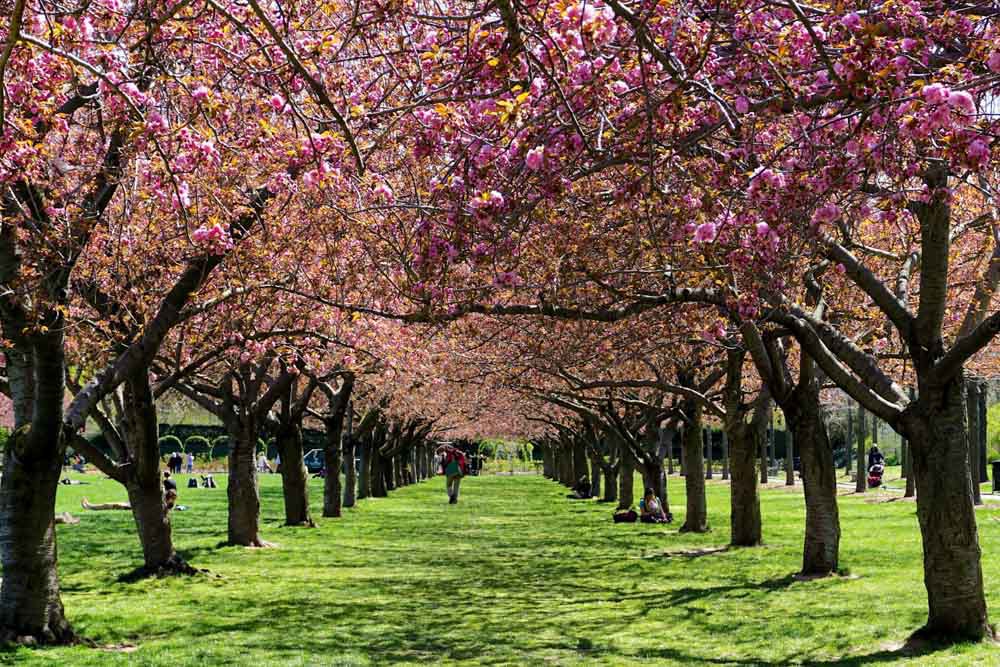 Unique Non-Touristy Things to do in New York City: Brooklyn Botanic Garden