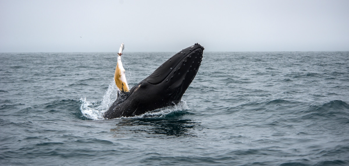 Weekend in Reykjavik 3 Days Itinerary: Whale Watching