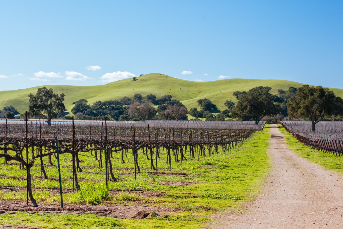 6 LaidBack Wine Towns in California (That Aren’t Napa!) Wandering